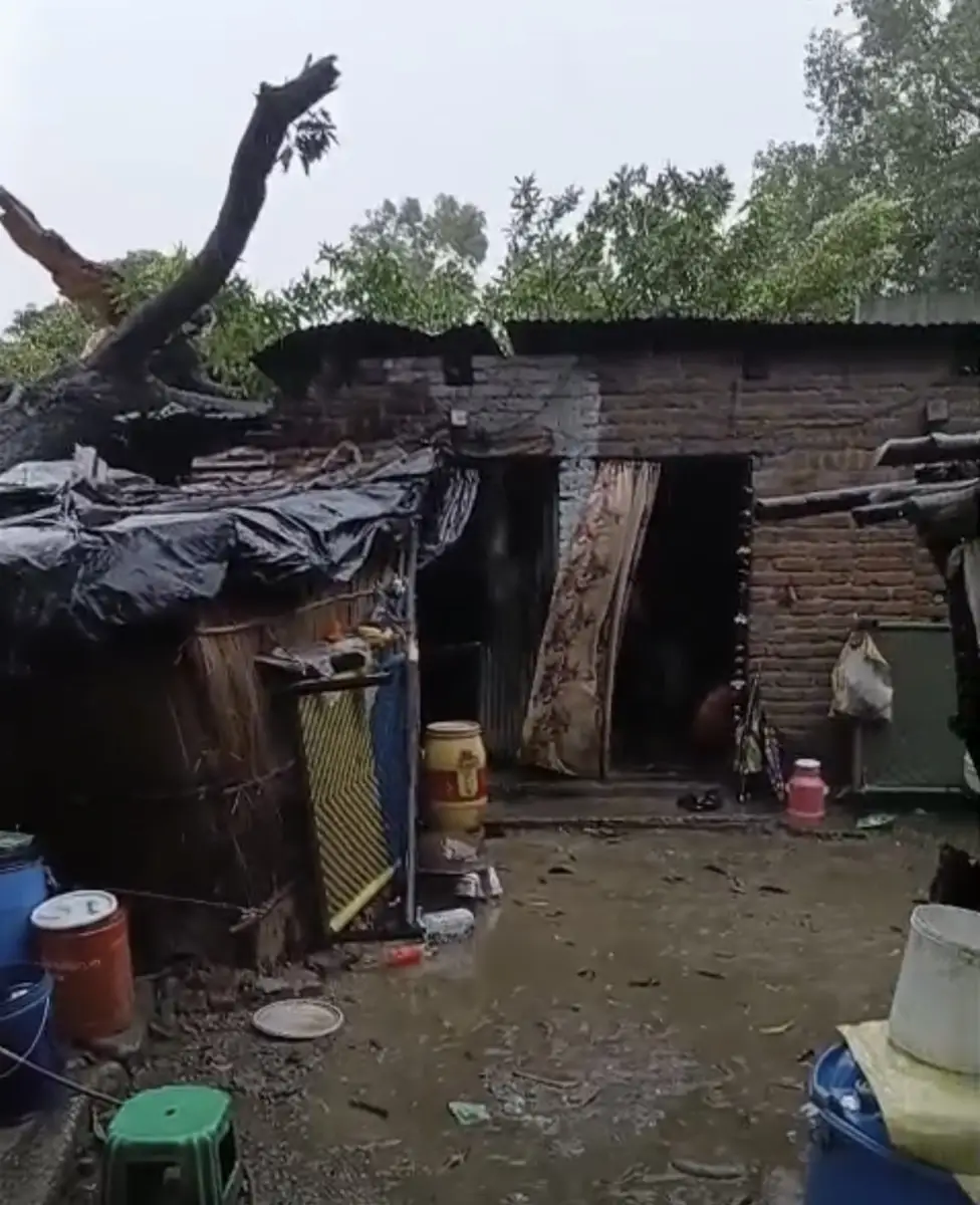 बारिश बनी आफत! दो मकानों पर गिरा आम का पेड़, चोरगलिया पुलिस ने लोगों को सुरक्षित निकाला
